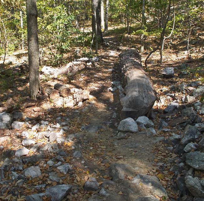 A narrow dirt path winding through a forest, flanked by logs and scattered rocks. Sunlight filters through the trees, illuminating fallen leaves on the ground. The scene captures a serene, natural environment. Massanutten Western Slope mountain bike trail.