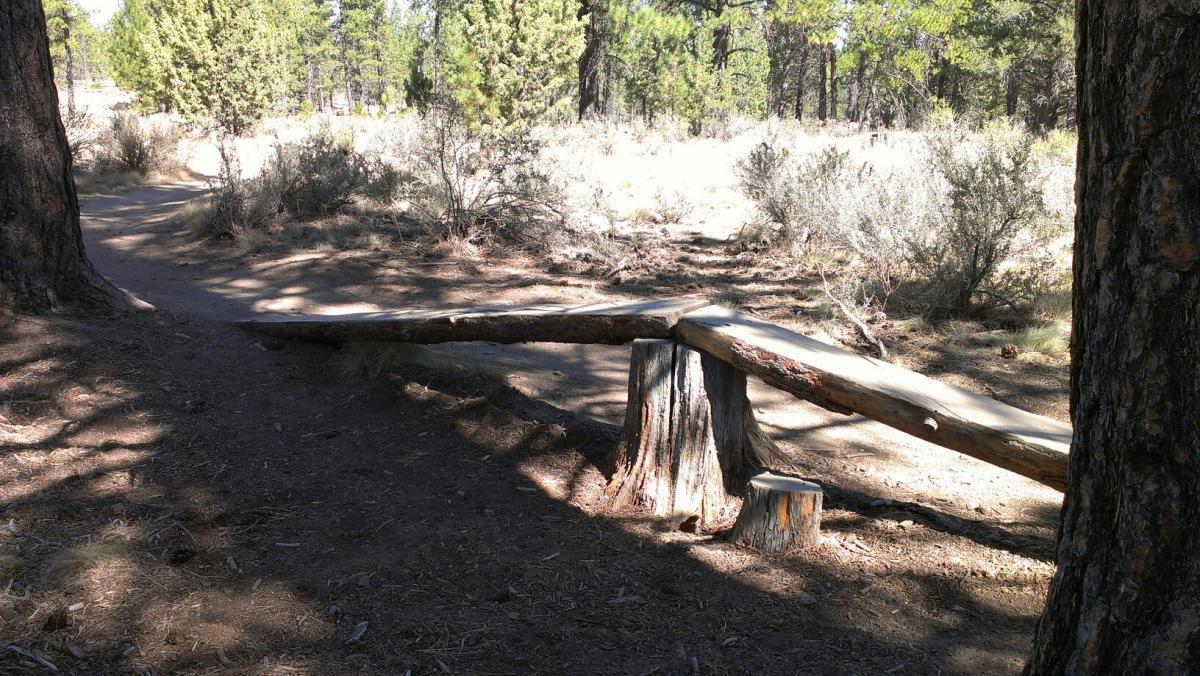 A rustic wooden plank bridge supported by tree stumps, crossing a narrow path in a forested area. Sunlight filters through the trees, casting dappled shadows on the ground, which is covered in pine needles and shrubs. Phil's Area mountain bike trail.