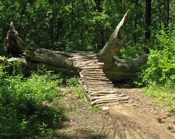 A natural bridge made of small logs spans a fallen tree trunk in a lush, green forest. The surrounding area is filled with dense foliage and sunlight filtering through the leaves, creating a serene outdoor scene. Brandywine State Park mountain bike trail.