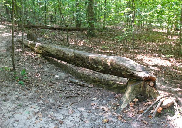 A weathered log lying on the forest floor, partially resting on a tree stump, surrounded by greenery and scattered leaves in a wooded area. Sunlight filters through the treetops, casting dappled light on the scene. Rosaryville State Park mountain bike trail.