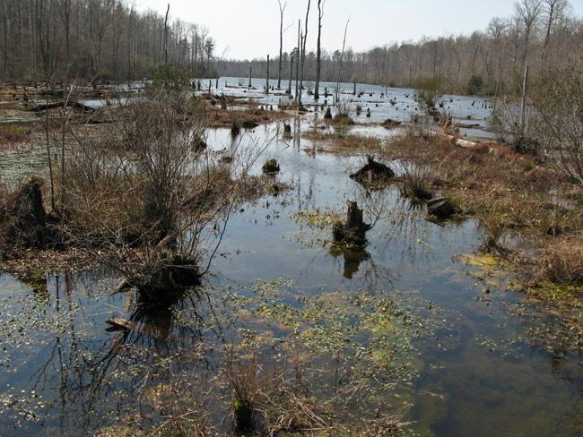 A serene wetland scene featuring still water reflecting surrounding trees and grasses. The landscape includes scattered tree stumps and patches of water lilies, with a backdrop of bare trees and a clear sky. Beaverdam Park mountain bike trail.