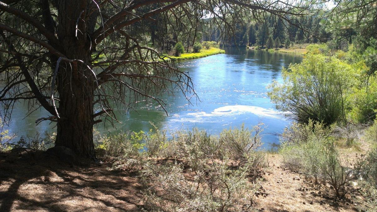 A serene river scene featuring a calm body of water reflecting sunlight, bordered by lush greenery and small bushes. In the foreground, a large tree with a textured bark and sprawling branches adds depth to the tranquil landscape. The background includes a dense forest, enhancing the natural beauty of the setting. Deschutes River mountain bike trail.