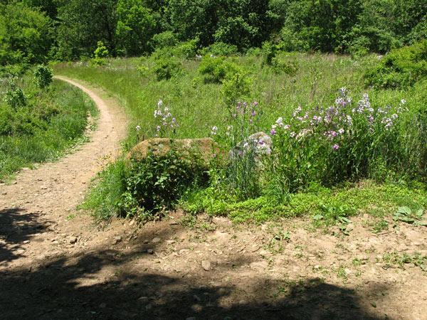 A dirt path winds through a lush green field, bordered by wildflowers and shrubs. A large rock is partially hidden among the plants, with trees in the background indicating a wooded area. The scene is bright and sunny, reflecting a serene natural environment. Brandywine State Park mountain bike trail.