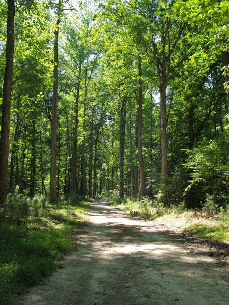 A serene dirt path meandering through a lush, green forest, lined with tall trees and dappled sunlight filtering through the leaves. The scene evokes a sense of tranquility and natural beauty, inviting exploration and reflection. York River State Park mountain bike trail.
