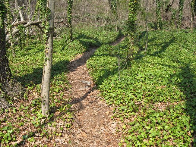 A winding dirt path through a wooded area, surrounded by lush green ivy and scattered leaves. Sunlight filters through the trees, casting shadows on the ground. Lake Maury mountain bike trail.