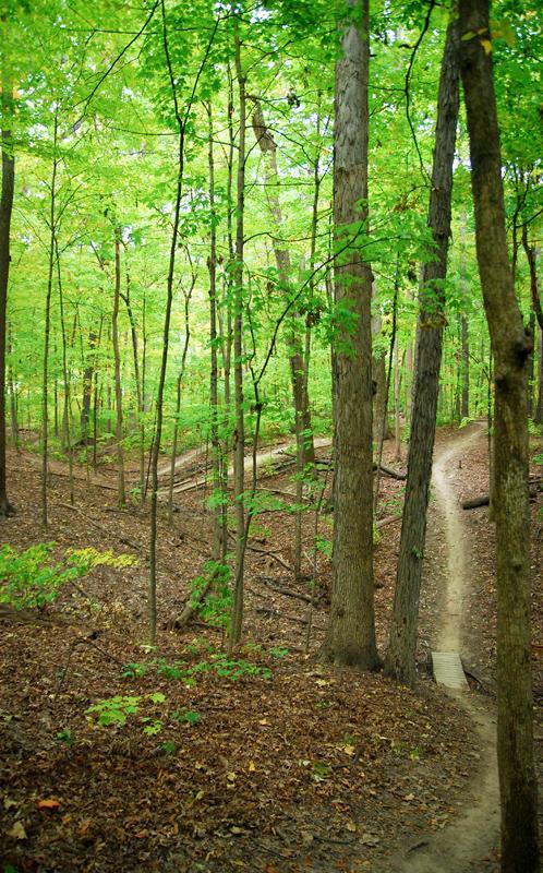 A tranquil forest scene featuring a winding dirt path surrounded by lush green trees. Sunlight filters through the leaves, creating a peaceful atmosphere in the woods with a mix of dirt, leaves, and greenery on the ground. Franke Park mountain bike trail.