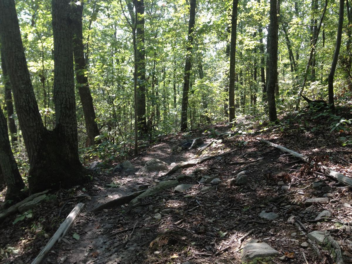 A narrow, winding trail through a dense forest, surrounded by tall trees with green leaves. The ground is covered with rocks, twigs, and fallen leaves, while dappled sunlight filters through the canopy above. Walnut Creek mountain bike trail.