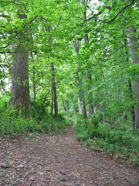 A serene forest pathway surrounded by lush green trees and undergrowth, leading into a peaceful wooded area. The trail is dirt and slightly winding, inviting exploration into the greenery. Brandywine State Park mountain bike trail.