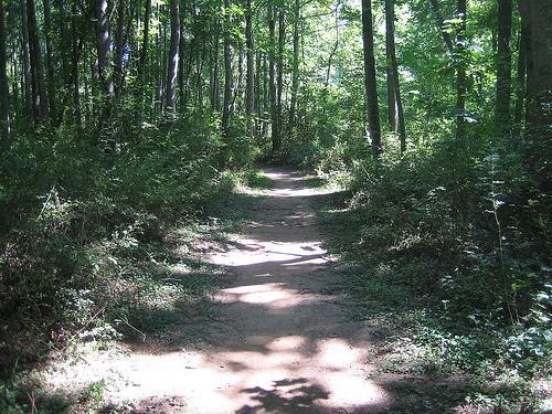 A winding dirt path through a lush green forest, surrounded by trees and underbrush, with dappled sunlight filtering through the leaves. Mcintire Park mountain bike trail.