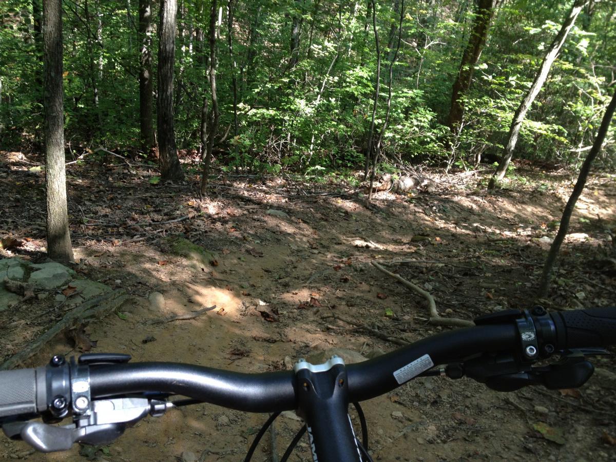 A view from the handlebars of a mountain bike, overlooking a winding dirt trail through a lush green forest. Sunlight filters through the trees, casting dappled shadows on the ground, which is lined with fallen leaves and branches. Walnut Creek mountain bike trail.