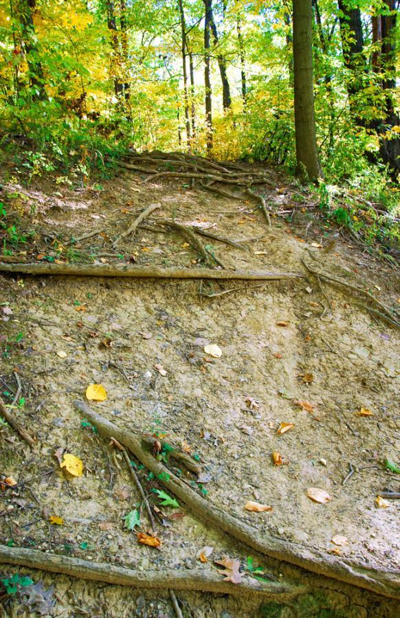 A steep trail covered in exposed tree roots leading up through a lush forest with vibrant autumn foliage. Leaves of various colors are scattered on the ground, and sunlight filters through the trees, creating a warm, inviting atmosphere. Franke Park mountain bike trail.