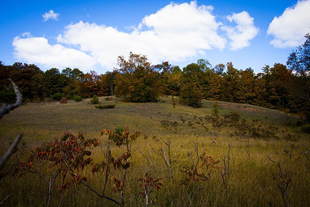 A rolling grassy hillside with scattered trees, showing autumn colors. The sky is partly cloudy with blue and white hues, creating a serene natural landscape. Arcadia Dunes mountain bike trail.