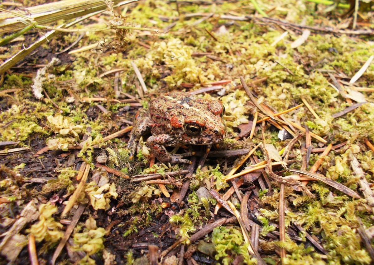 A small, mottled brown and orange toad sitting on a bed of moss and leaf litter in a natural setting. The toad has prominent eyes and a textured skin, blending in with its surroundings. Gold Lake To Bobby Lake mountain bike trail.