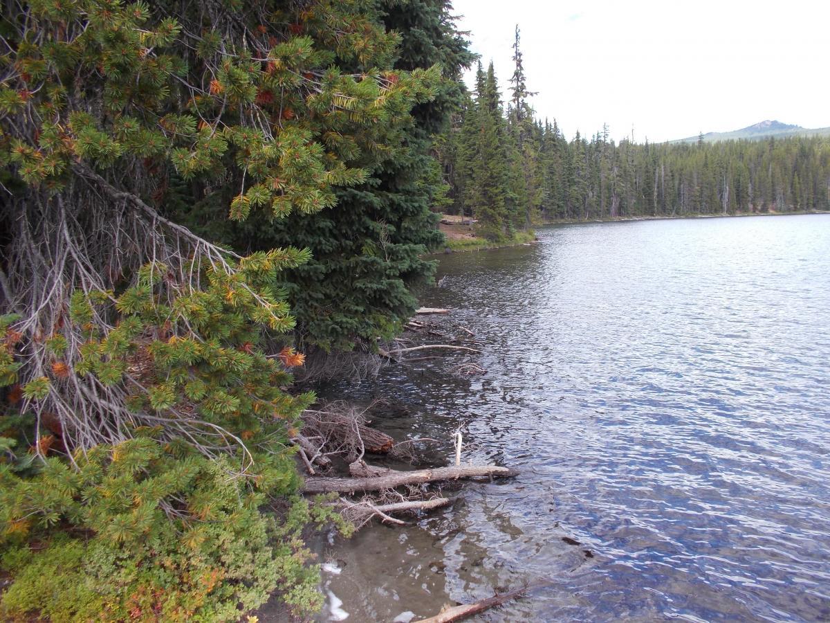 A serene lakeside view featuring a calm body of water surrounded by dense evergreen trees. The foreground shows tree branches and fallen logs along the shoreline, while the background includes more trees lining the opposite bank and distant mountains under a partly cloudy sky. Gold Lake To Bobby Lake mountain bike trail.