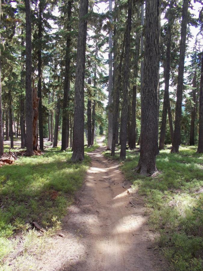 A narrow dirt path winding through a lush forest, flanked by tall evergreen trees and underbrush. Sunlight filters through the canopy, casting dappled shadows on the ground, creating a serene and tranquil atmosphere. Gold Lake To Bobby Lake mountain bike trail.