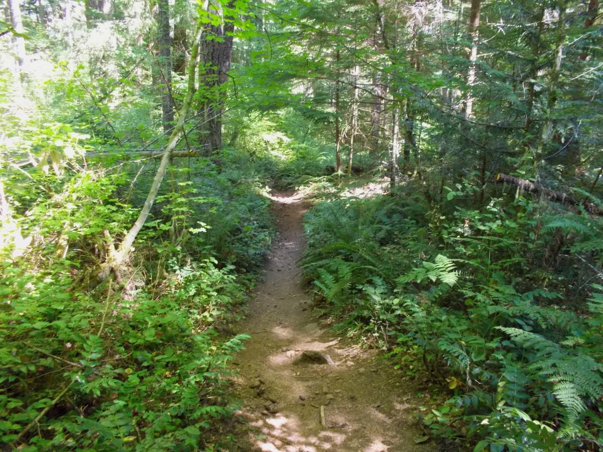 A winding dirt trail surrounded by lush greenery in a forest, with diverse foliage including ferns and shrubs, sunlight filtering through the trees. Goodman Creek mountain bike trail.