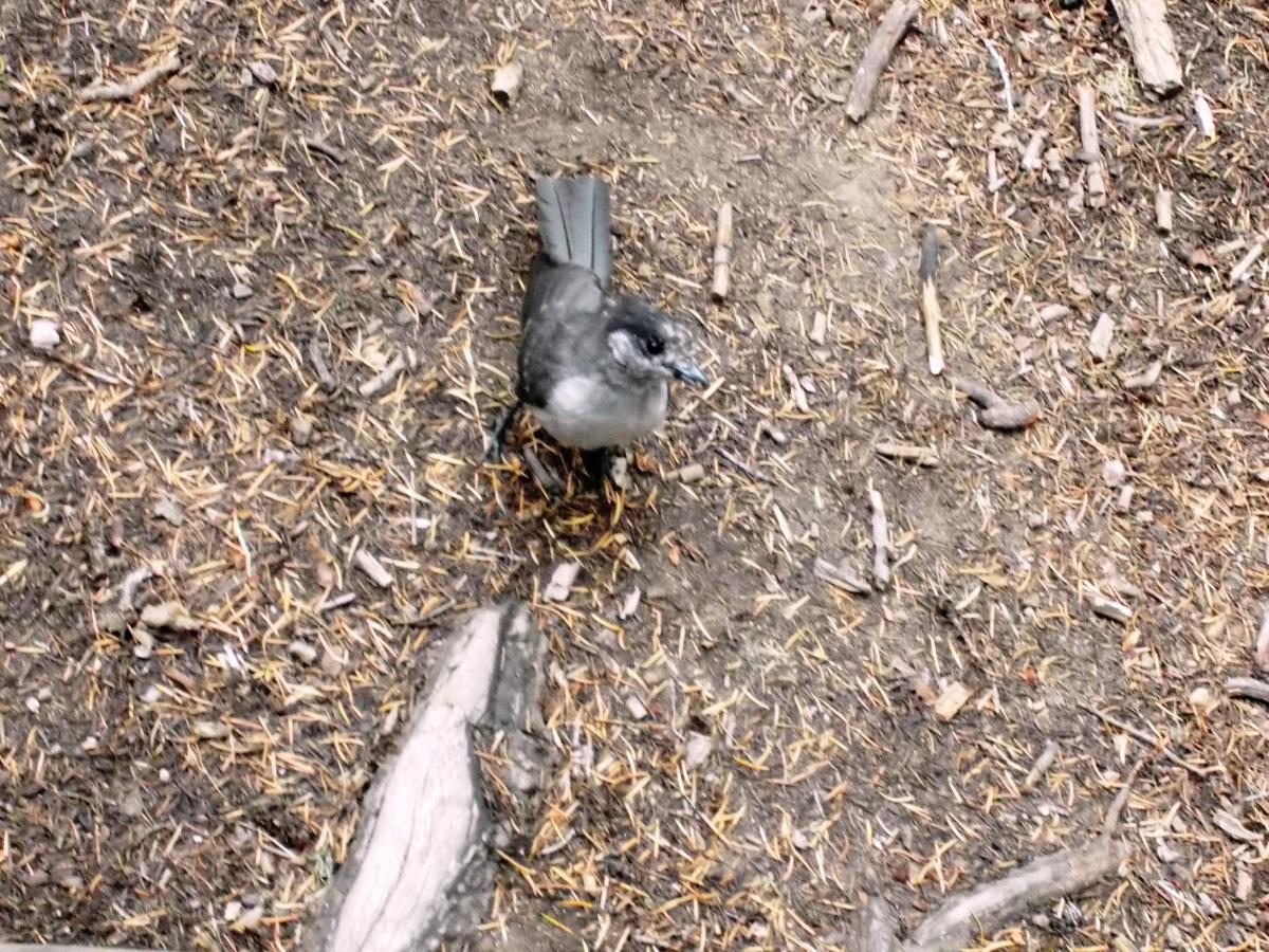A small gray bird standing on brown, leaf-strewn ground, with twigs and dirt visible around it. The bird has a rounded body and a short tail, facing the camera. Gold Lake To Bobby Lake mountain bike trail.