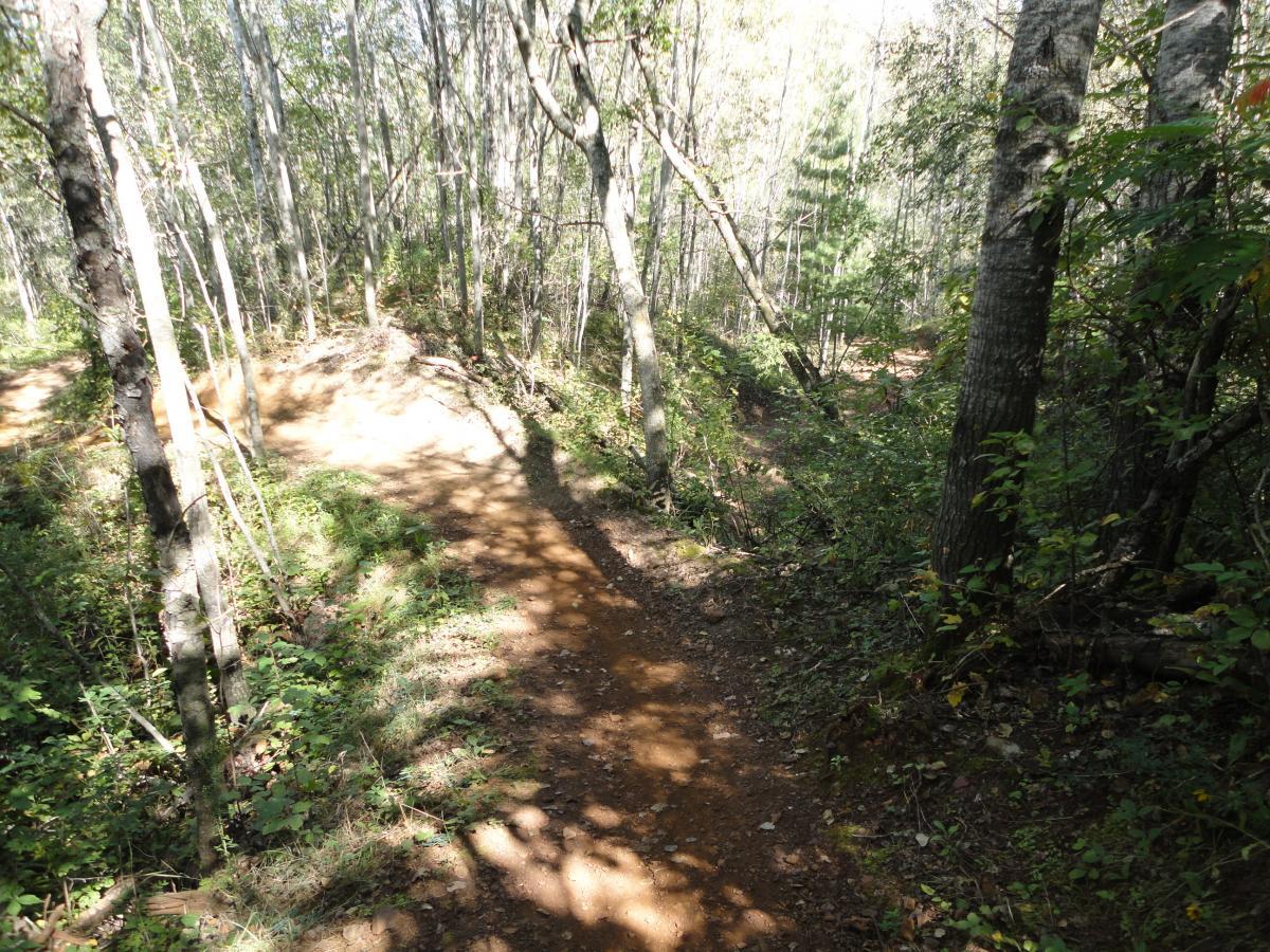 A winding dirt trail surrounded by tall trees and dense underbrush, illuminated by sunlight filtering through the leaves. The trail is slightly elevated, with shadows cast by the trees creating a pattern on the ground. Cuyuna Lakes mountain bike trail.