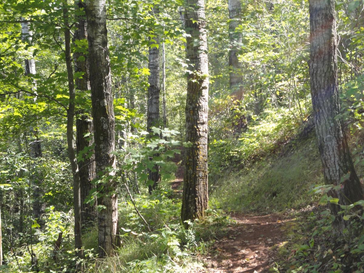 A serene forest path winding through tall trees, surrounded by vibrant green foliage and dappled sunlight filtering through the leaves. Cuyuna Lakes mountain bike trail.