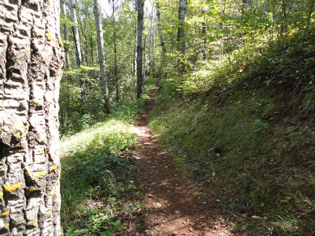 A narrow dirt path winding through a sunlit forest, flanked by tall trees and lush greenery. The perspective includes the textured bark of a tree on the left, enhancing the natural setting. Cuyuna Lakes mountain bike trail.