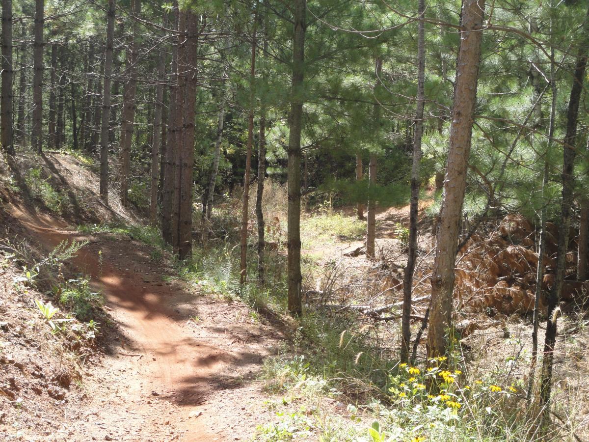 A winding dirt path through a dense forest of tall pine trees, surrounded by greenery and patches of sunlight. The trail curves to the right, revealing more trees and underbrush in the background. Cuyuna Lakes mountain bike trail.