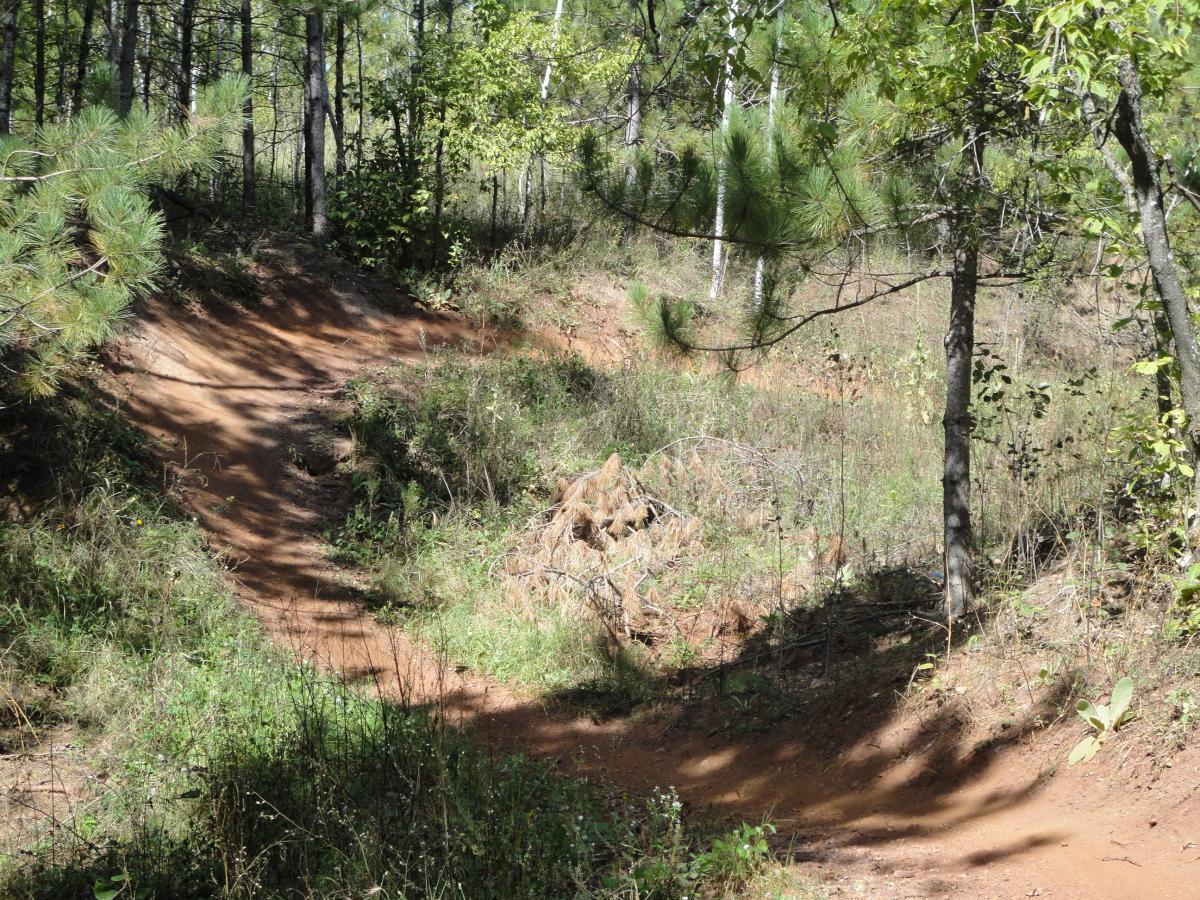 A dirt trail winding through a forest with tall trees and green vegetation on either side. Sunlight filters through the leaves, creating a dappled light effect on the ground. The path is lined with patches of grass and small plants, suggesting it's suitable for walking or biking. Cuyuna Lakes mountain bike trail.
