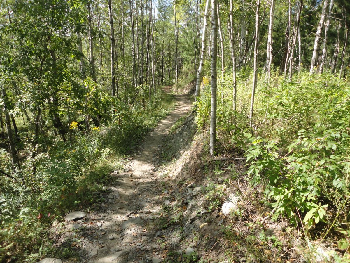 A winding dirt path surrounded by lush greenery and trees, leading through a peaceful forest setting. Sunlight filters through the leaves, creating a dappled light effect on the trail. Cuyuna Lakes mountain bike trail.