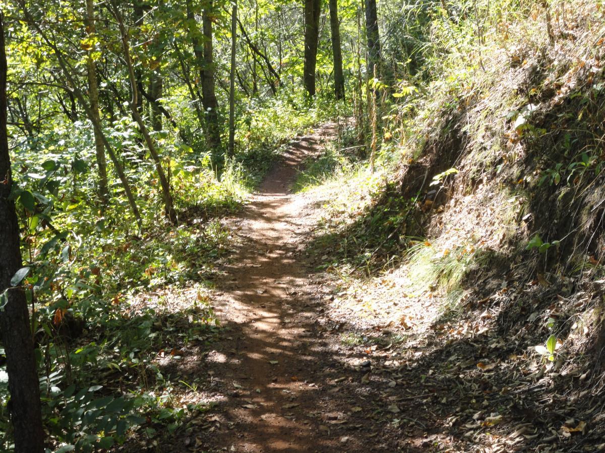 A winding dirt path through a lush green forest, surrounded by trees and undergrowth, with sunlight filtering through the leaves. The trail is inviting and peaceful, suggesting a serene outdoor hike. Cuyuna Lakes mountain bike trail.