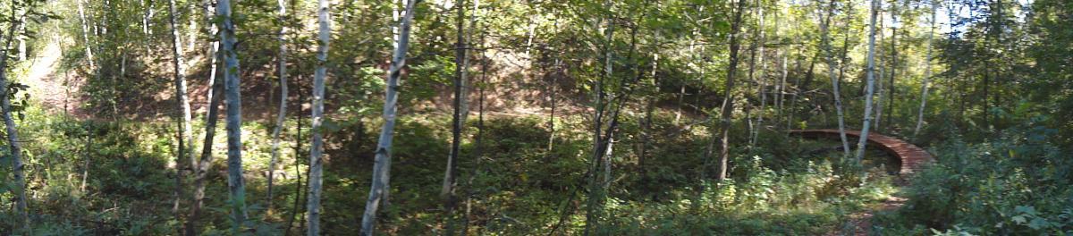 A serene forest scene featuring a wooden bridge winding through lush greenery and tall trees. The pathway is surrounded by vibrant foliage, showcasing a mix of sunlight and shadows filtering through the leaves. Cuyuna Lakes mountain bike trail.