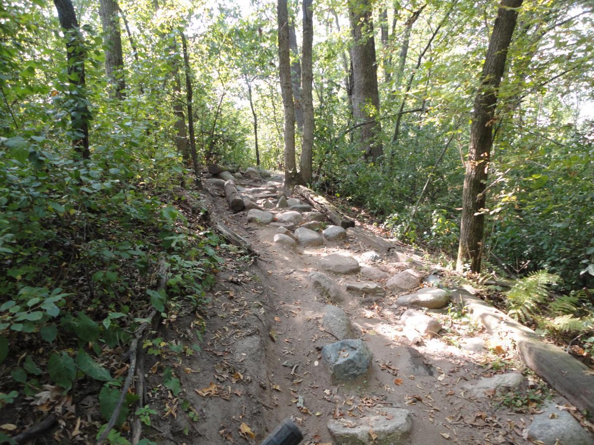 A winding dirt trail surrounded by lush green foliage and tall trees, featuring large rocks and logs along the path. The scene captures a serene woodland atmosphere under natural lighting. Hillside Park mountain bike trail.