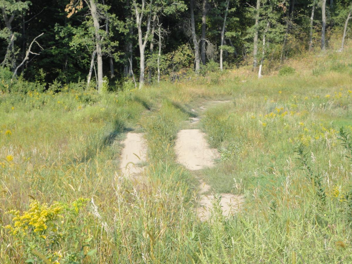 A sandy pathway winding through tall grass and wildflowers, leading into a wooded area filled with trees. The scene is bright and sunny, conveying a sense of tranquility and natural beauty. Hillside Park mountain bike trail.