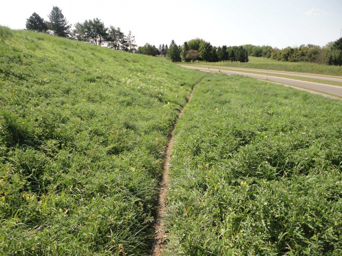 A winding dirt path through lush green grass and small plants, bordered by trees on the left and a road on the right, under a clear blue sky. Eastwood Trails mountain bike trail.