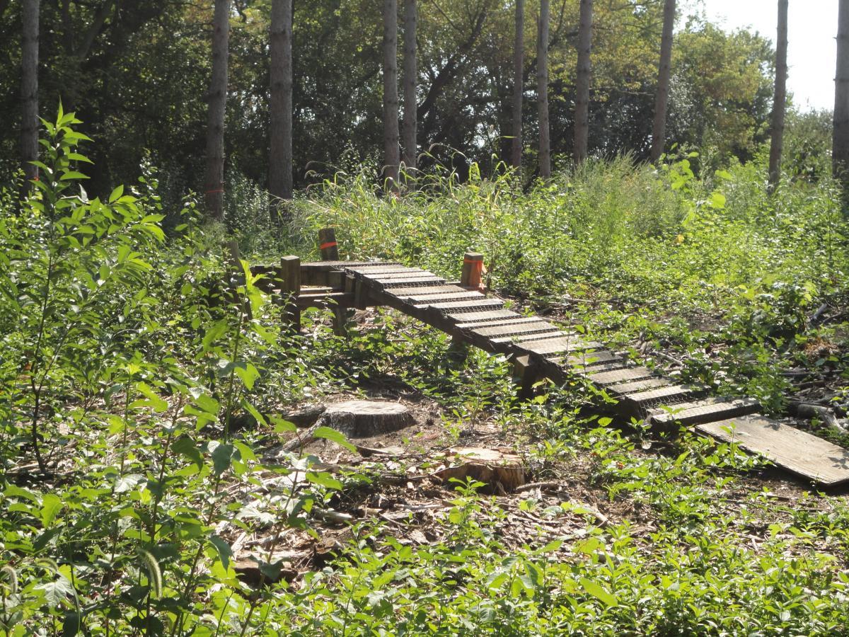 A wooden bridge spans a small area of greenery in a forest, surrounded by trees and dense foliage. Sunlight filters through the trees, casting a warm glow on the scene. The bridge is partially covered with leaves and grass, highlighting the natural environment. Eastwood Trails mountain bike trail.