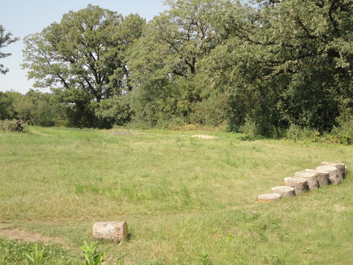 A grassy clearing surrounded by trees, featuring a line of cut tree stumps on the right and a single fallen log on the left. The area is sunny with a few scattered bushes in the background. Eastwood Trails mountain bike trail.