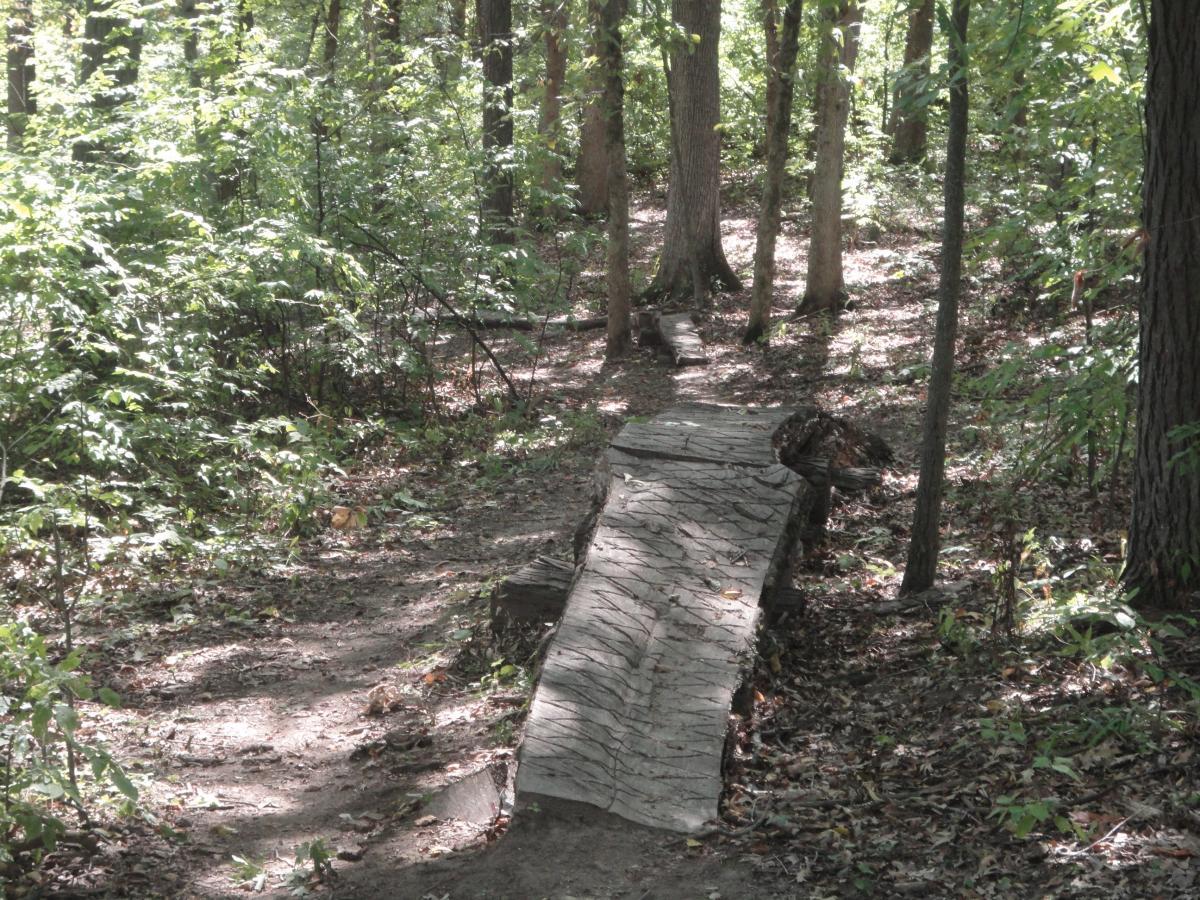 A sunlit forest path winding through lush greenery, with a mossy wooden log positioned across the trail, surrounded by trees and fallen leaves. Twister mountain bike trail.