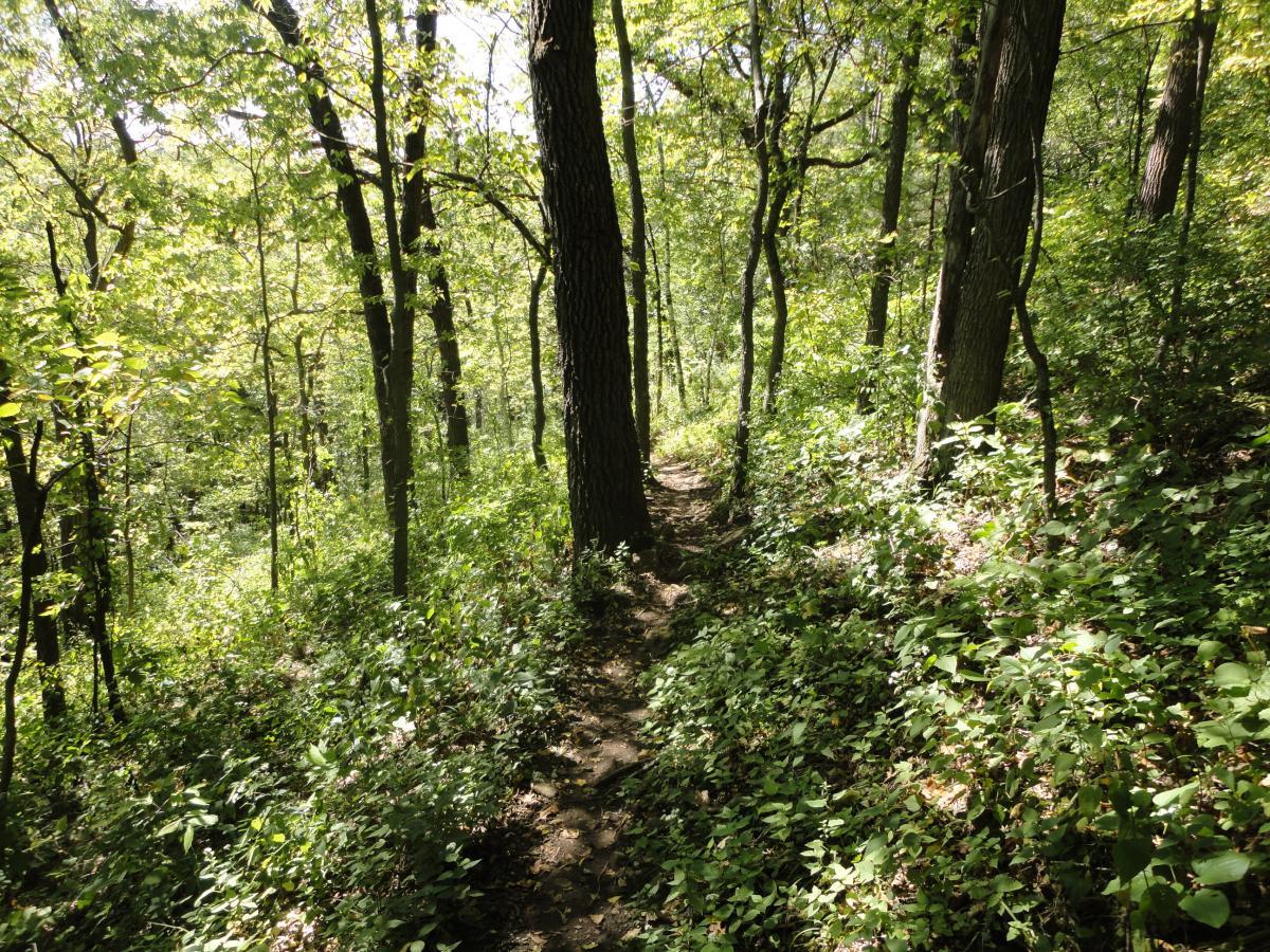 A sunlit forest path winding through dense greenery, with tall trees and lush underbrush lining both sides. Hixon Forest mountain bike trail.