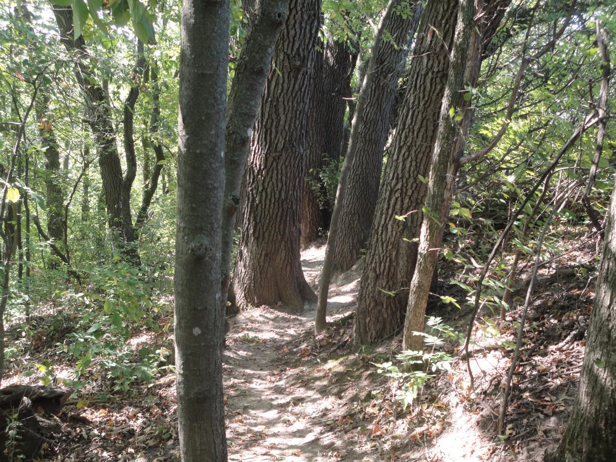 A narrow dirt path winding through a forest with tall, textured tree trunks and dense green foliage surrounding it. Sunlight filters through the leaves, creating a dappled light effect on the ground. Hixon Forest mountain bike trail.