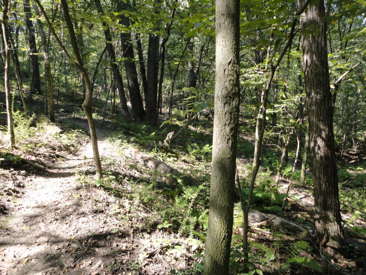 A wooded trail winding through a dense forest, with sunlight filtering through the trees. The ground is a mix of dirt and leaves, with ferns and rocks scattered along the path. Various tree trunks surround the trail, creating a serene and natural atmosphere. Hixon Forest mountain bike trail.