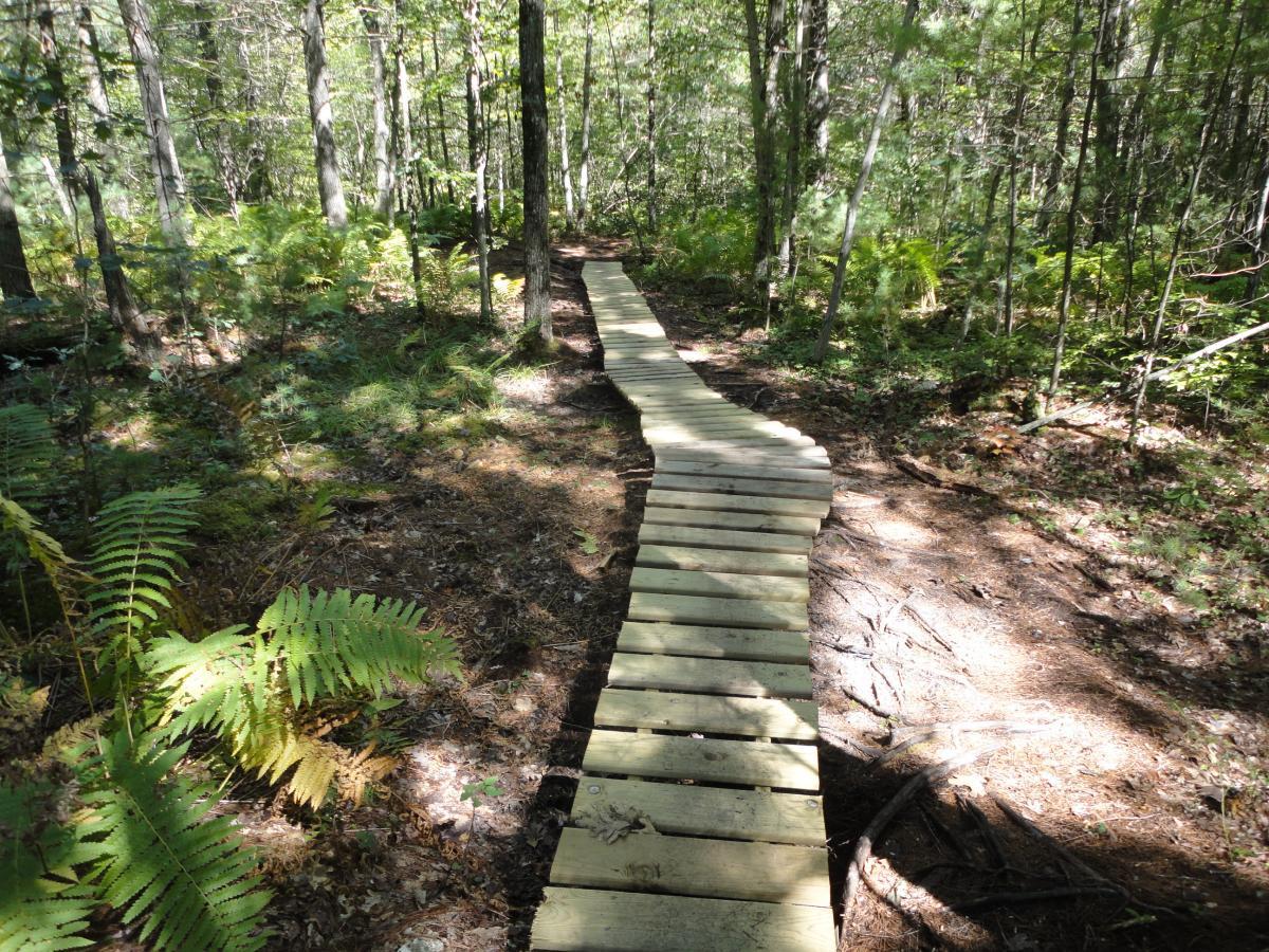 A winding wooden boardwalk traverses through a lush forest, surrounded by ferns and trees, with dappled sunlight filtering through the canopy above. Lower Glen mountain bike trail.