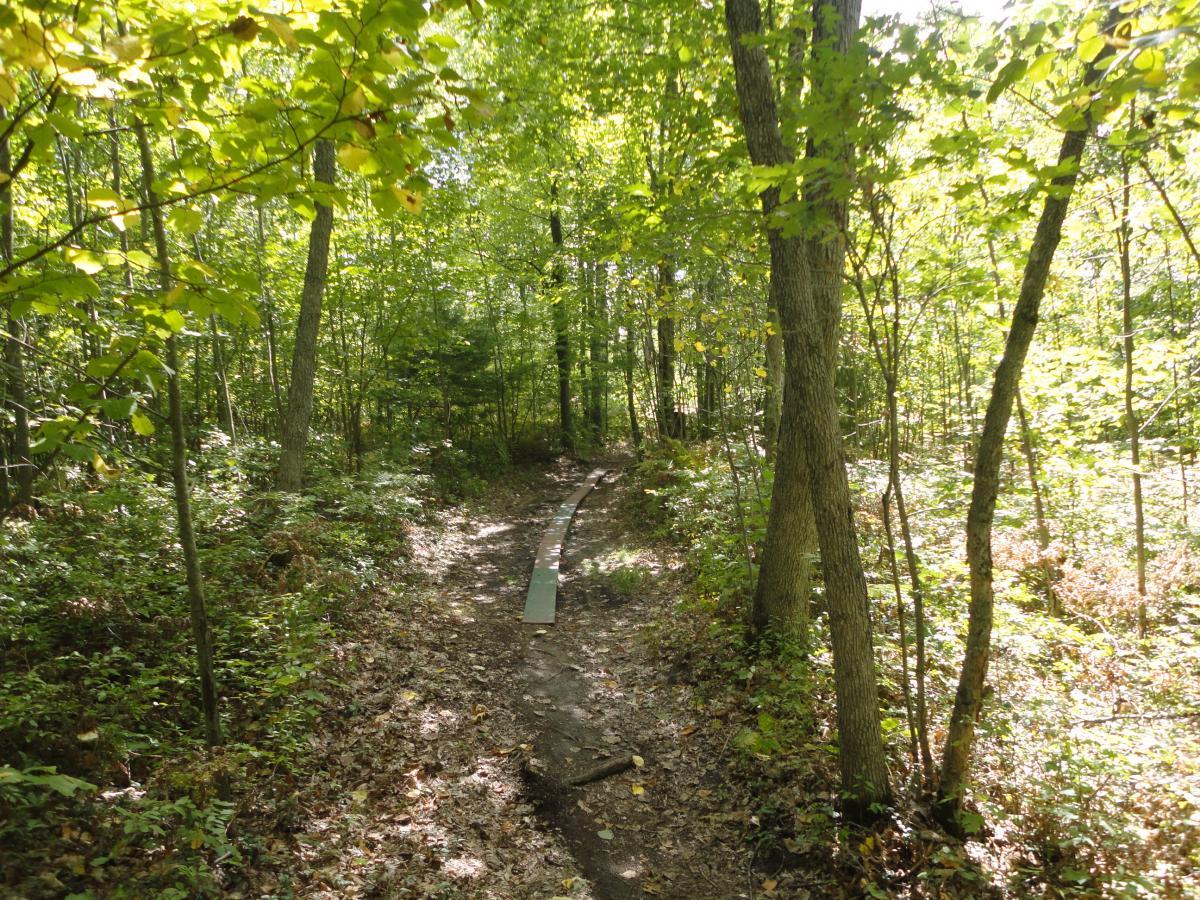 A narrow dirt path winds through a lush green forest, bordered by tall trees and dense foliage. The sunlight filters through the leaves, creating a vibrant and peaceful atmosphere. Levis Mounds mountain bike trail.