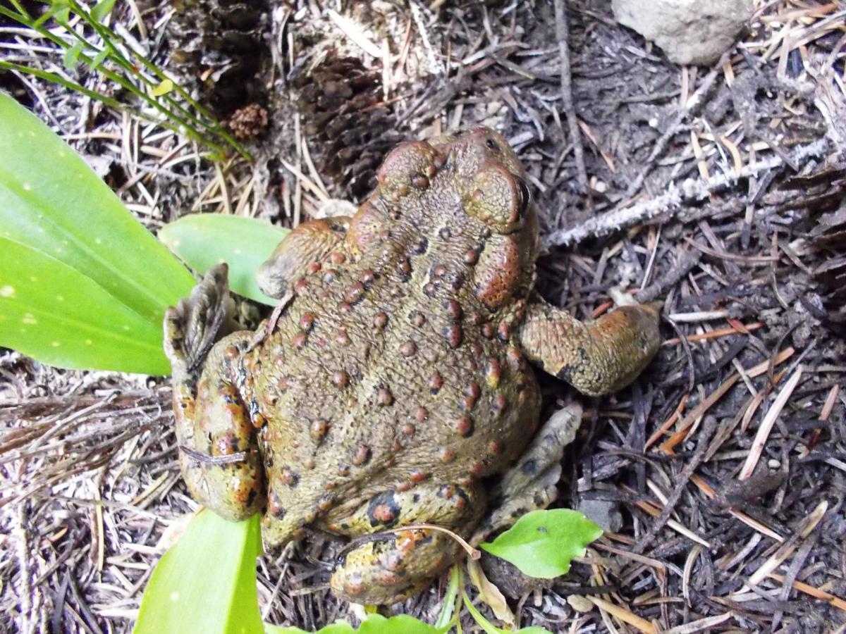 A close-up view of a brown and green textured toad resting on the ground, surrounded by green leaves and pine needles. The toad has distinct warty skin and is partially obscured by foliage. Gold Lake To Bobby Lake mountain bike trail.
