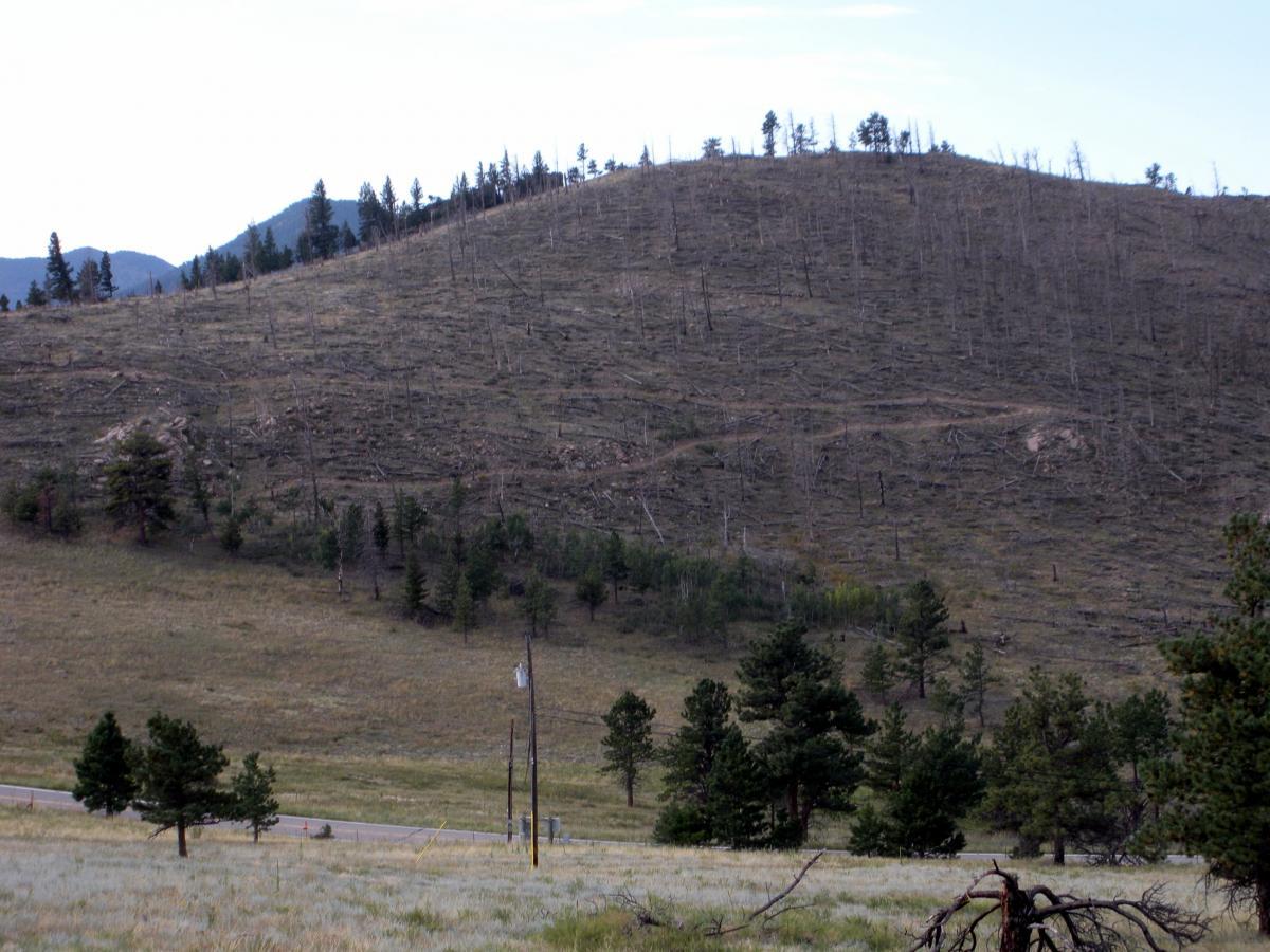 A hillside with a mix of fallen trees and standing evergreens, showing signs of deforestation. The area is mostly bare, with patches of grass and sparse vegetation. In the foreground, there are some power lines and a road, while mountains rise in the background under a clear sky. Walker Ranch mountain bike trail.