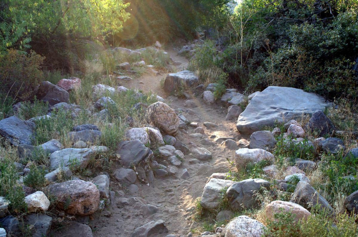 A winding dirt path lined with various sizes of rocks and surrounded by greenery in a natural setting. Sunlight filters through the trees, casting a warm glow on the trail. White Ranch mountain bike trail.