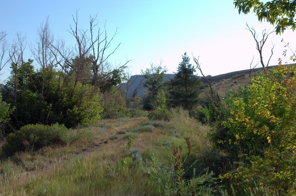 A serene landscape featuring a mix of green and dry trees, with a grassy path winding through the scene. Soft hills are visible in the background under a clear blue sky. The area conveys a sense of natural beauty and tranquility. Chimney Gulch mountain bike trail.