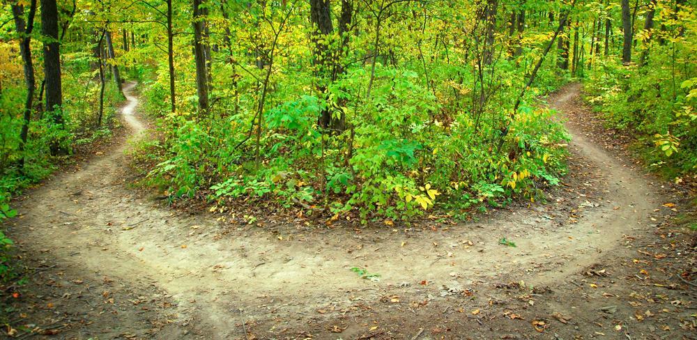 A winding dirt path splitting into two directions, surrounded by lush green trees and autumn leaves, in a serene forest setting. Franke Park mountain bike trail.