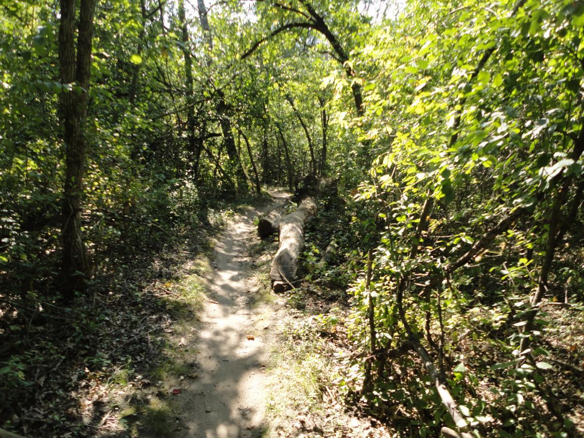 A winding dirt path through a lush forest, flanked by tall trees and dense greenery, with a fallen log on the side. The sunlight filters through the leaves, casting dappled shadows on the ground. Hillside Park mountain bike trail.