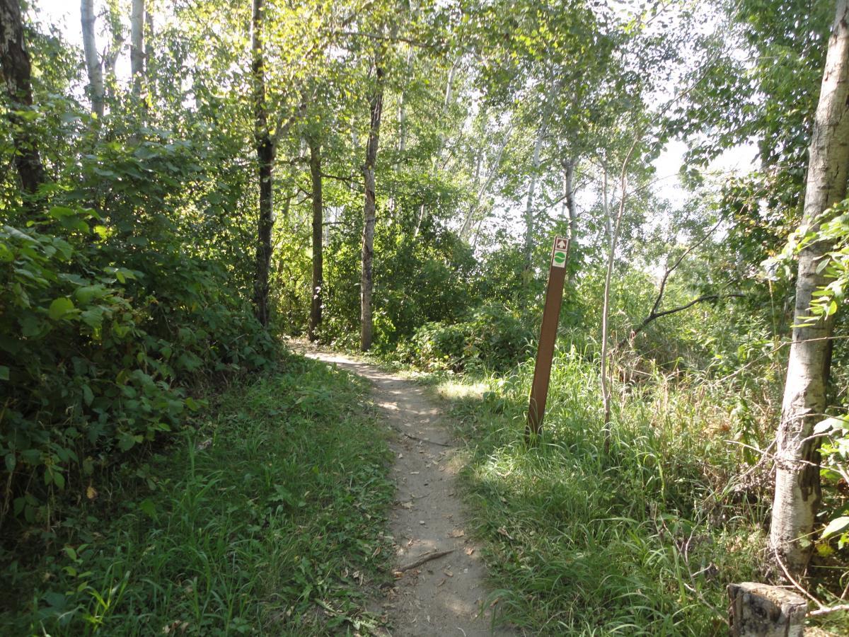 A sunlit dirt path winding through a lush, green forest, bordered by tall trees and shrubs. A trail marker indicates the path's direction. Hillside Park mountain bike trail.
