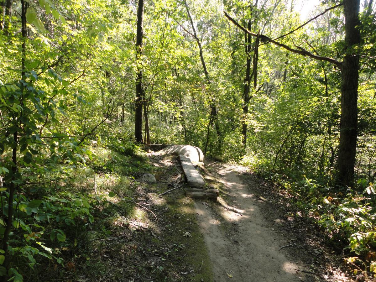 A winding dirt path through a dense, green forest, surrounded by lush foliage and sunlight filtering through the trees. Hillside Park mountain bike trail.