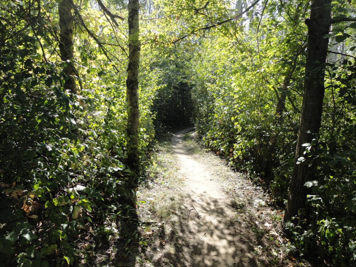 A sunlit dirt path winding through a lush green forest, flanked by dense foliage and trees on either side. Hillside Park mountain bike trail.