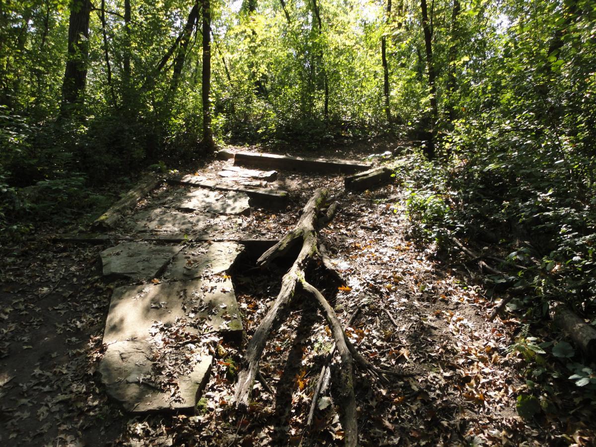 A sunlit forest path with large, flat stones among scattered autumn leaves, surrounded by lush greenery and tree trunks. A fallen branch lies across the path, adding to the natural scenery. Hillside Park mountain bike trail.